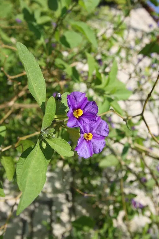 Alacati Koclu Konagi Hotel בית הארחה
