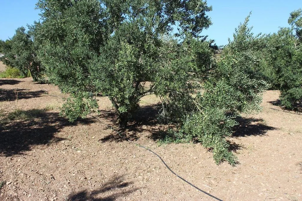 Alacati Koclu Konagi Hotel טורקיה